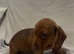 3 Dachshund Puppies for sale!!
