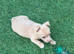 Last cream miniature boy