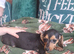 Miniature Dachshund X ShihTzu