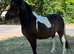 Beautiful standard Shetland mare
