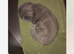 Gorgeous grey kitten