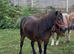Beautiful lead rein pony