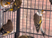 Canary for sale