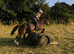 10 year old 13hh happy hacker/kids pony