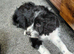 3 stunning borderpoo puppies  left waiting for their forever homes