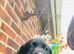 Black Labrador puppies