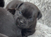 Champion bloodline kc Staffordshire bullterrier puppies