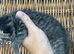 3 beautiful exotic females can be gccf registered if needed