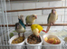Hand tame Conures