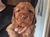 Golden red cocker spaniel puppies