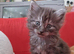 Adorable kittens ready for a new home 7th September mixed prices