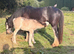 14h 5 year old mare and 26 day old foal out of 15.2h stepping cob