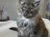 Large MaineCoon kittens