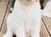 Ready in 1 week ️ pyrenees,  goldendoodle puppies