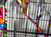 Baby lovebirds