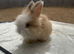 Angora bunnies