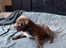 Staffy x sharpei