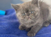 STUNNING MALE EXOTIC KITTEN