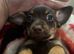 chiweenie last girl ready now