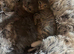 Kittens for sale