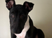 English Bull Terrier Male Pup