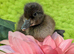 Beautiful mix breed ducklings (non sexed)