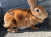 Mini Rex