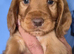 KC REGISTERED WORKING COCKER SPANIEL PUPPIES
