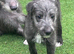 Beddy greyhound pups