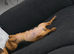 Chorkie/Jacawawa