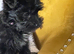 Beautiful Morkie Poo pups for sale