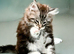 Maine coon kittens available