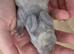 Wait List Open - Pure Bred French Lops