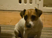 4 jack russell puppies