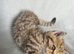 Golden Tabby British Shorthair Boy – Ready Next Week