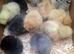 Mixed usa silkie chicks