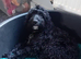 Female cockapoo