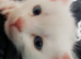 9 week old white male kitten