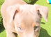 Jack Russell Puppies