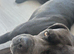 2 year old cane corso.