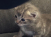 Kittens for sale