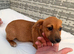 Miniature Jack Russell puppy