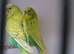 Breeding pairs of budgies