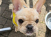 3 year old male frenchie
