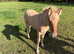 Yellow Dun Colt