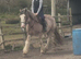 15.2 4yr red roan Ride & Drive Mare