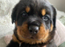 Beautiful KC Rottweiler puppies ready 18.10.26
