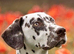 Dalmatian puppies - ready 23/10/26