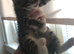One tabby girl left