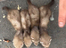 Half micro ferrets kits for rehoming
